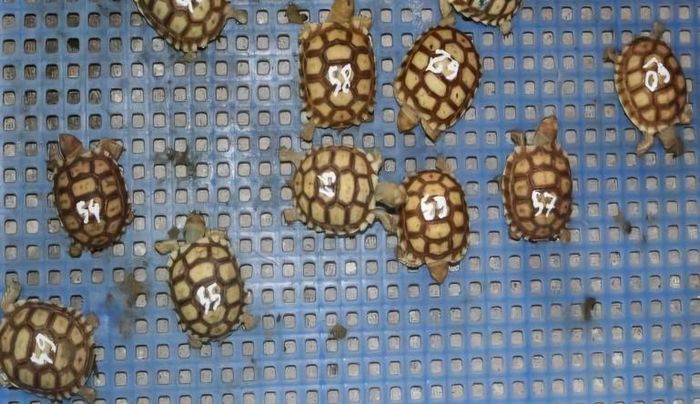 Các cá thể rùa cựa châu Phi bị nuôi nhốt trái phép tại cơ sở của ông T.. Ảnh: CACC