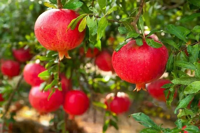Lựu đỏ Ấn Độ đang trở thành cái tên nổi bật tại các cửa hàng trái cây ở Việt Nam. (Ảnh: xermark/Shutterstock)