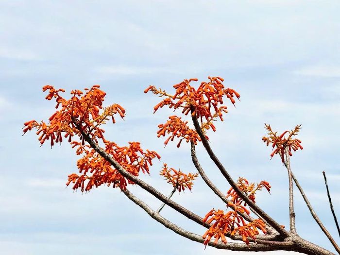 Không chỉ mang giá trị cảnh quan, ngô đồng còn là biểu tượng của sức sống mạnh mẽ. Dù sinh trưởng trên những triền đá khô cằn, hứng chịu nắng gió quanh năm, loài cây này vẫn nở rực rỡ mỗi độ hè về, gắn với hình ảnh bền bỉ, kiên cường của người dân xứ đảo.