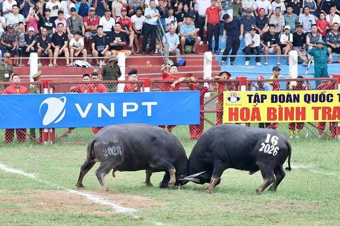  Một kháp đấu ở vòng loại. Ảnh: Việt Cường