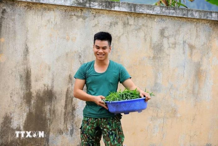 Chiến sỹ Đồn Biên phòng Lý Sơn thu hoạch rau xanh để cải thiện khẩu phần bữa ăn cho đơn vị. (Ảnh: Kha Phạm/TTXVN)