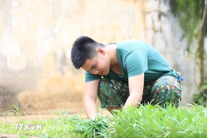 Chiến sỹ Đồn Biên phòng Lý Sơn thu hoạch rau muống, góp phần cải thiện khẩu phần bữa ăn cho đơn vị. (Ảnh: Kha Phạm/TTXVN)