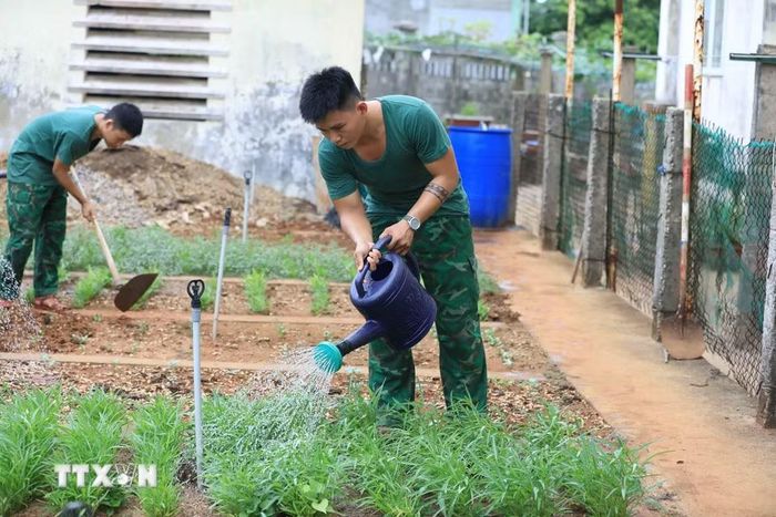 Sau những giờ làm nhiệm vụ và tập luyện, chiến sỹ Đồn Biên phòng Lý Sơn đều tập trung chăm sóc vườn rau xanh của đơn vị. (Ảnh: Kha Phạm/TTXVN)