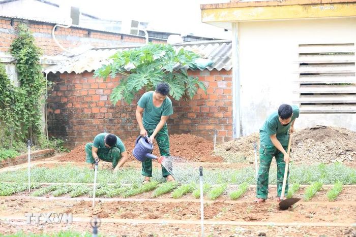 Các chiến sỹ Đồn Biên phòng Lý Sơn chăm sóc vườn rau xanh của đơn vị sau mỗi giờ luyện tập. (Ảnh: Kha Phạm/TTXVN)