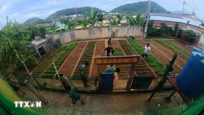 Chiến sỹ Đồn Biên phòng Lý Sơn chăm sóc vườn rau xanh của đơn vị sau những giờ làm nhiệm vụ và tập luyện. (Ảnh: Kha Phạm/TTXVN)