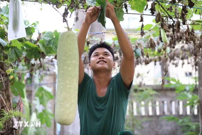 Chiến sỹ Đồn Biên phòng Lý Sơn chăm sóc giàn bầu, góp phần cải thiện khẩu phần bữa ăn cho đơn vị. (Ảnh: Kha Phạm/TTXVN)