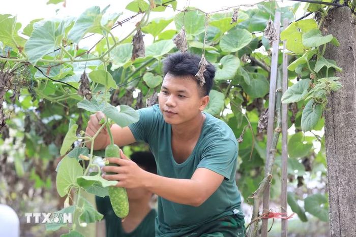 Chiến sỹ Đồn Biên phòng Lý Sơn chăm sóc giàn bầu, góp phần cải thiện khẩu phần bữa ăn cho đơn vị. (Ảnh: Kha Phạm/TTXVN)