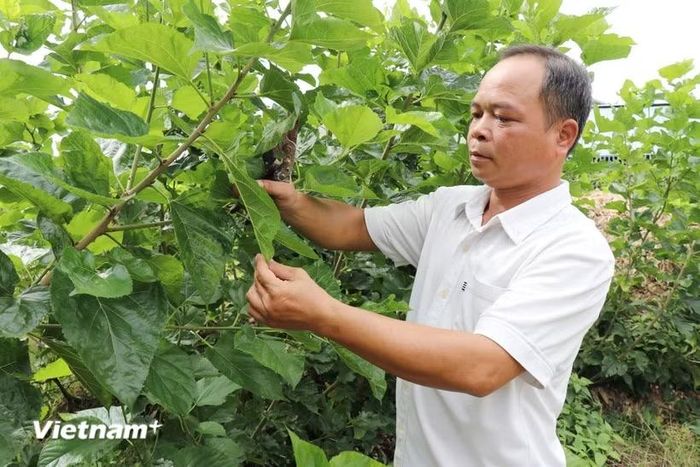 Anh Chu Đức Hưng (sinh năm 1981, dân tộc Tày, hiện là trưởng thôn 4B, xã Đạ Tẻh, tỉnh Lâm Đồng) là người có uy tín, gương mẫu trong các phong trào phát triển kinh tế-xã hội ở địa phương. (Ảnh: Nguyễn Huy Thành/Vietnam+)