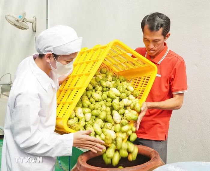 Anh Khưu Văn Chương (bên phải) đã biến trái nhàu thành sản phẩm có giá trị, chinh phục nhiều thị trường quốc tế. (Ảnh: Huỳnh Anh/TTXVN)