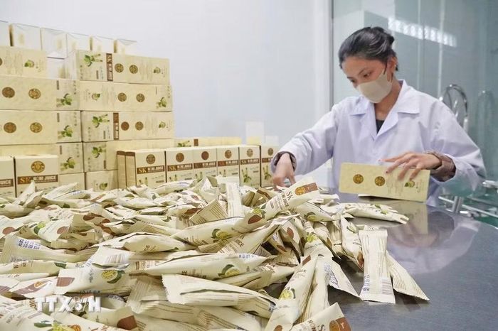 Sản phẩm nước cốt nhàu chinh phục thị trường là minh chứng tiêu biểu cho khát vọng vươn lên làm giàu của thanh niên Cà Mau với sản vật bản địa. (Ảnh: Huỳnh Anh/TTXVN)