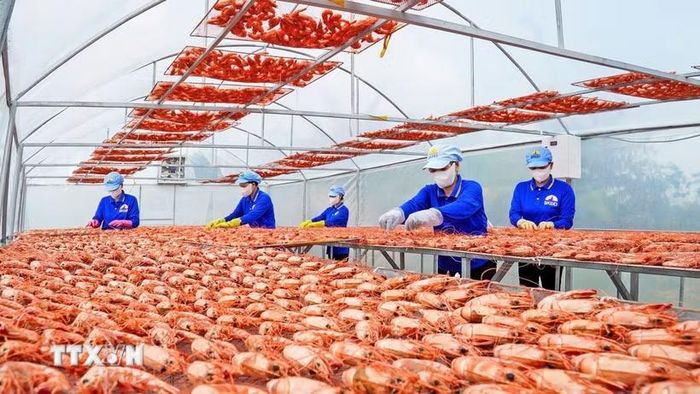 Các sản phẩm từ tôm Cà Mau góp phần vào mục tiêu tăng trưởng hai con số mà Cà Mau đang quyết tâm hướng đến. (Ảnh: Huỳnh Anh/TTXVN)