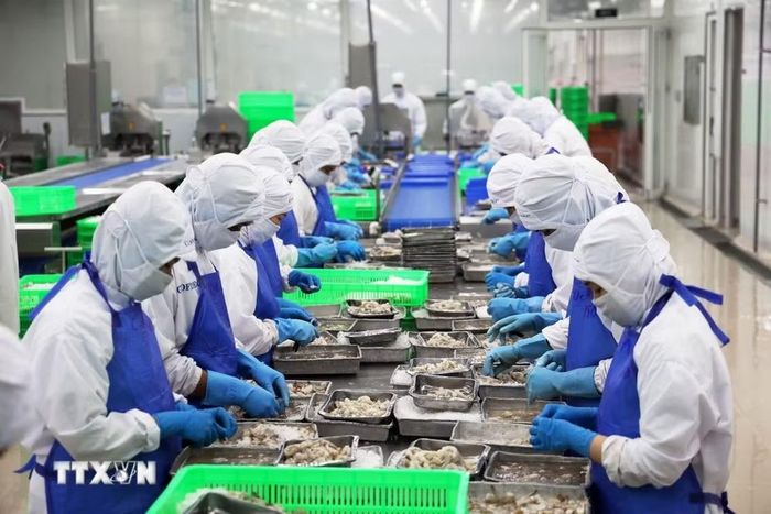 Dây chuyền sơ chế tôm xuất khẩu ở Thành phố Hồ Chí Minh. (Ảnh: Hồng Đạt/TTXVN)
