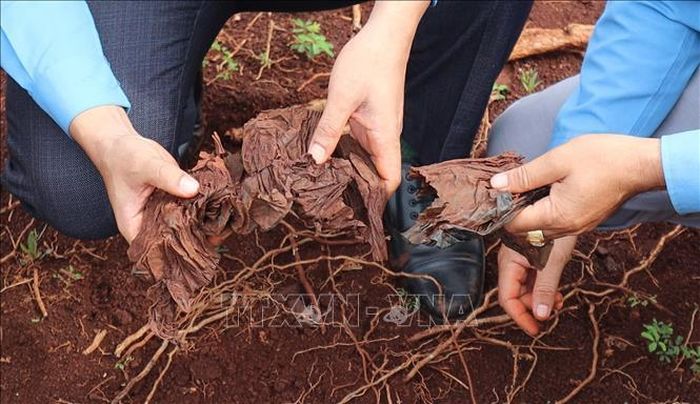 Những dấu vết được tìm thấy trong quá trình tìm kiếm hài cốt liệt sỹ tại xã Minh Đức.