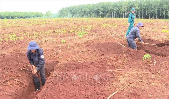 Đội K72 khoanh vùng vị trí trung tâm, tổ chức đào tìm theo đúng quy trình chuyên môn với độ sâu khoảng 1,2 m.