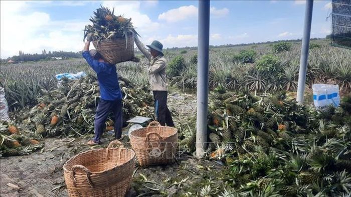 Dứa là cây trồng chủ lực ở vùng Đồng Tháp Mười, tỉnh Đồng Tháp.