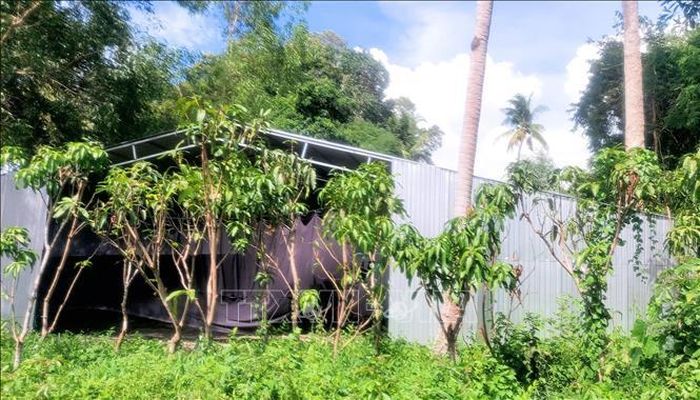 Một số trường hợp sau khi bị chính quyền địa phương yêu cầu tháo dỡ đã chuyển sang che bạt và trồng dày đặc các loại cây ăn trái, cây kiểng với hy vọng được tính vào phương án bồi thường sau này.