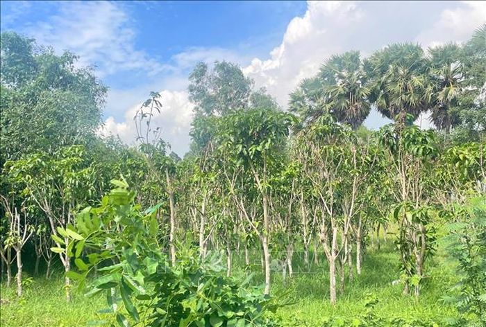 Nhiều diện tích đất nông nghiệp và đất trông cây lâu năm nằm trong khu vực dự kiến giải phóng mặt bằng được người từ địa phương khác thuê lại rồi trồng các loại cây ăn trái, cây kiểng với mật độ dày đặc với hy vọng được tính vào phương án bồi thường sau này.