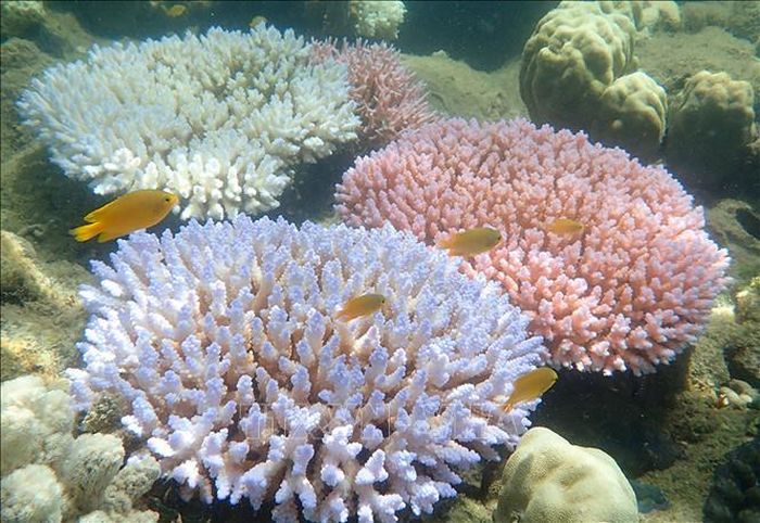 Rạn san hô Great Barrier, Australia. Ảnh tư liệu: AFP/ TTXVN