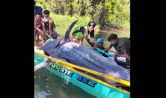 Ngư dân kéo lên bờ cá cờ xanh khổng lồ nặng 500kg, giá 35 triệu đồng.