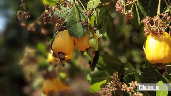 Dù Việt Nam đang giữ vị trí dẫn đầu thế giới về chế biến và xuất khẩu nhân điều, người trồng điều vẫn là một trong những mắt xích nhận phần giá trị thấp của chuỗi cung ứng.
