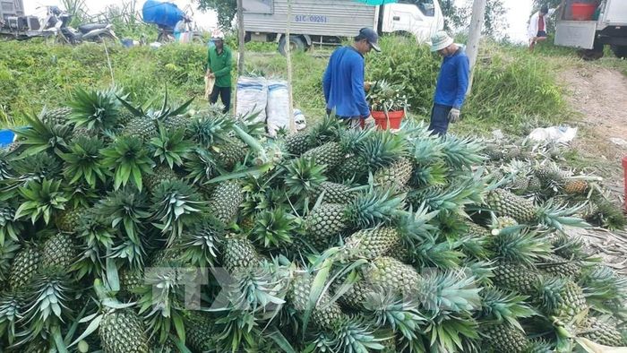 Giá dứa tăng cao kỷ lục, dao động từ 9.000-11.000 đồng/kg. Ảnh: Công Trí - TTXVN