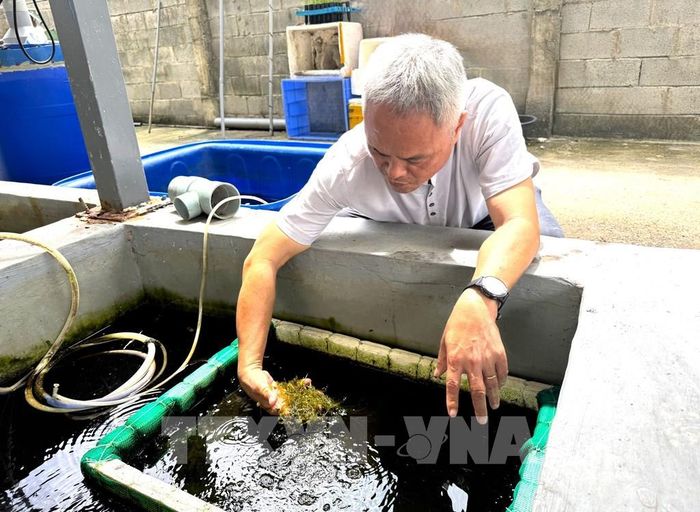 Rong nho được thí nghiệm trồng tại bể, dù phát triển chậm hơn tự nhiên nhưng vẫn đảm bảo dinh dưỡng và an toàn thực phẩm. Ảnh: Hương Giang - TTXVN