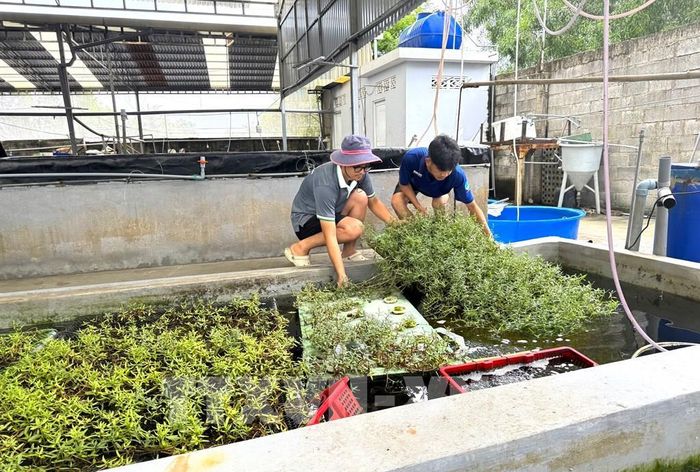 Rau sam biển được kết hợp nuôi trồng theo mô hình aquaponics, vừa có tác dụng làm sạch nước, nước có thêm nguồn sau sạch. Ảnh: Hương Giang - TTXVN