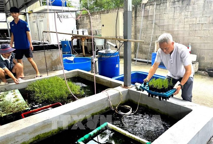 Rau ngọc long biển, một loại sau biển giàu dinh dưỡng cũng đang được thử nghiệm trồng thành công từ mô hình biển nhân tạo tại công ty TNHH Công nghệ sinh học MEGA. Ảnh: Hương Giang - TTXVN