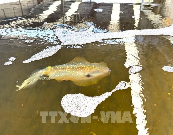 Sau khoảng 2 tháng, mực đạt trọng lượng trên 200 gram 1 con, được nhiều nhà hàng cao cấp thu mua với giá 1,2 triệu đồng/kg để làm sashimi. Ảnh: Hương Giang - TTXVN