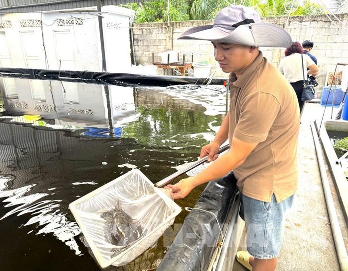 Nuôi mực biển trên bể cạn cho thu hoạch 4 vụ, mang về khoảng 400 triệu đồng mỗi năm trên diện tích 100 m2. Ảnh: Hương Giang – TTXVN