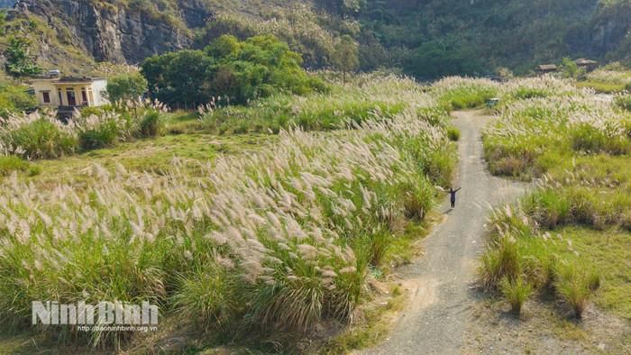 Có nhiều địa điểm thuận tiện cho du khách ngắm lau trắng khi đến Ninh Bình. Ảnh: báo Ninh Bình.