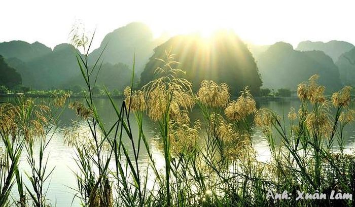 Nét thơ mộng của Ninh Bình khi mùa lau trắng về. Ảnh: Xuân Lâm