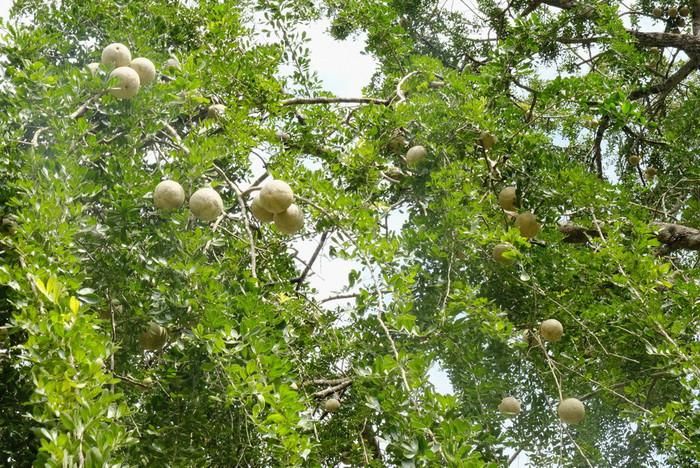 Cây quách trĩu quả. Ảnh: báo Thanh Niên