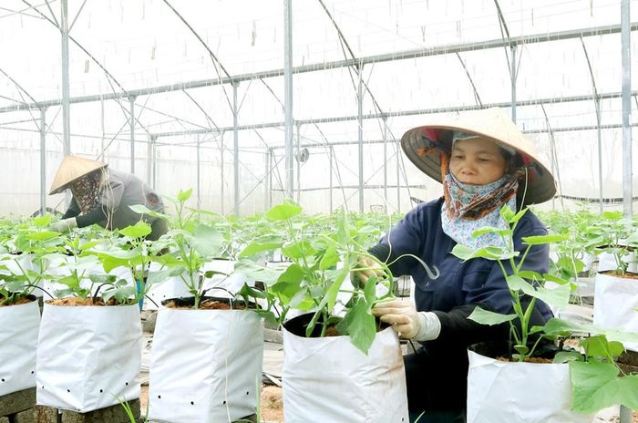 Nông dân xã Hồng Sơn chăm sóc rau màu tại trang trại Terrasol Farm Life.