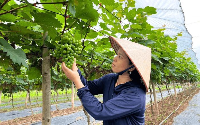 Nhiều mô hình nho Hạ Đen cho hiệu quả kinh tế cao tại Hà Nội.