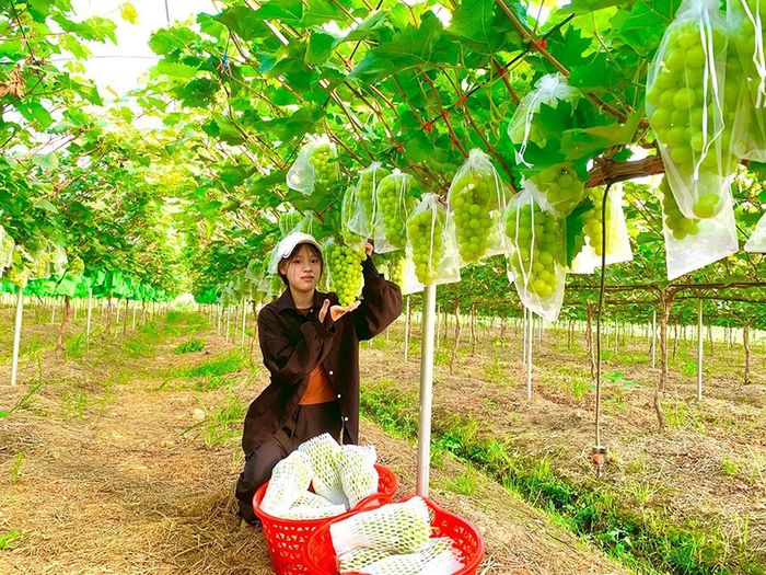 Mô hình trồng nho kết hợp với du lịch tại xã Thạch Thất cho giá trị kinh tế cao. Ảnh: Quang Ngọc