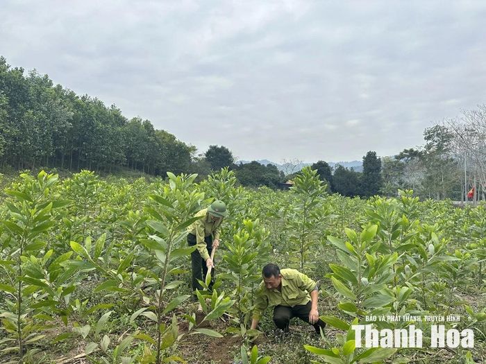 Chăm sóc rừng trồng bằng keo lai mô tại xã Thanh Kỳ.