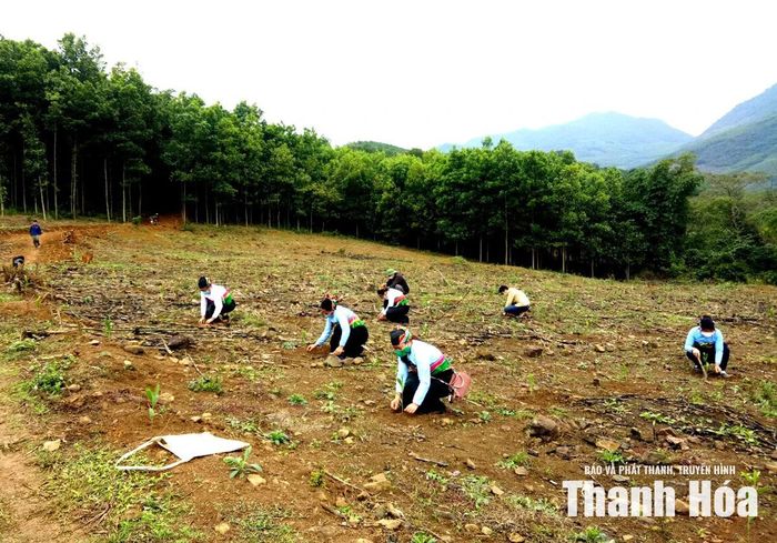Người dân xã Ngọc Liên trồng rừng bằng cây keo lai mô.