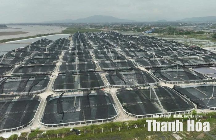Khu nuôi tôm công nghệ cao 29ha của Công ty CP Thương mại Cảnh Long, phường Ngọc Sơn.