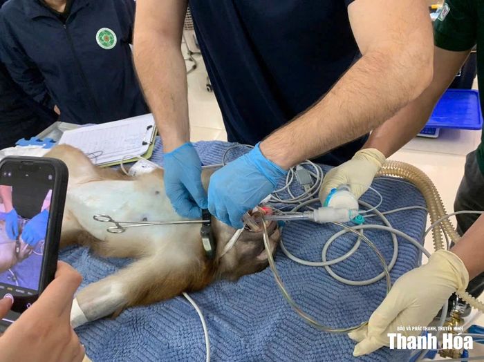 Động vật hoang dã được kiểm tra sức khỏe trước khi tái thả về môi trường tự nhiên.