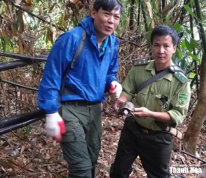 Tái thả động vật hoang dã về môi trường tự nhiên.