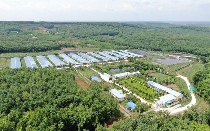 Hệ thống trang trại của C.P. Việt Nam được phát triển theo hướng kiểm soát an toàn sinh học. Ảnh: C.P. Việt Nam.