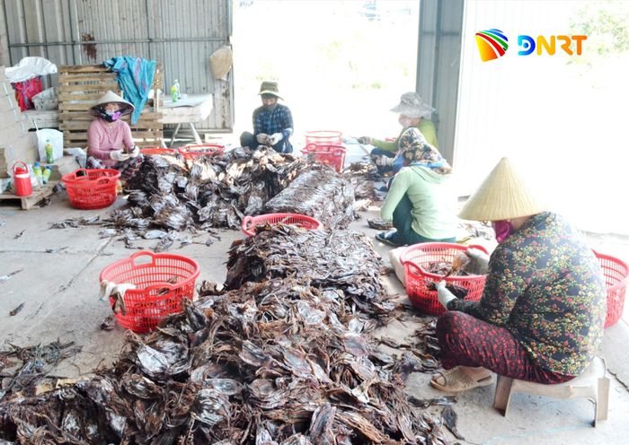 Sản phẩm mực xà đang được giá. Ảnh: QUANG VIỆT