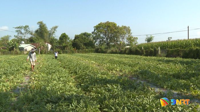 Mô hình liên kết sản xuất dưa hấu trên địa bàn xã Tây Hồ đem lại hiệu quả kinh tế cao. Ảnh: VIẾT TRỌNG