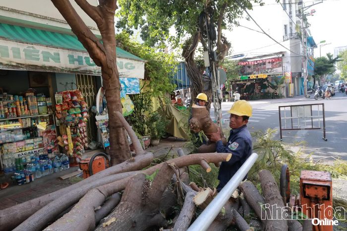 Xử lý cành cây cắt tỉa.