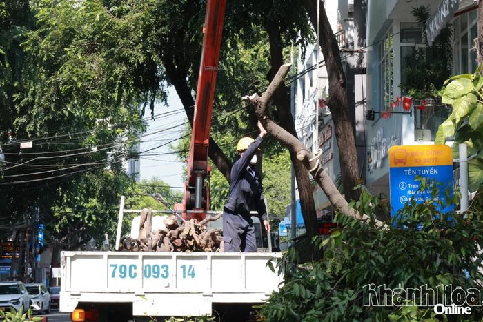 Cắt tỉa các cành cây có nguy cơ mất an toàn.