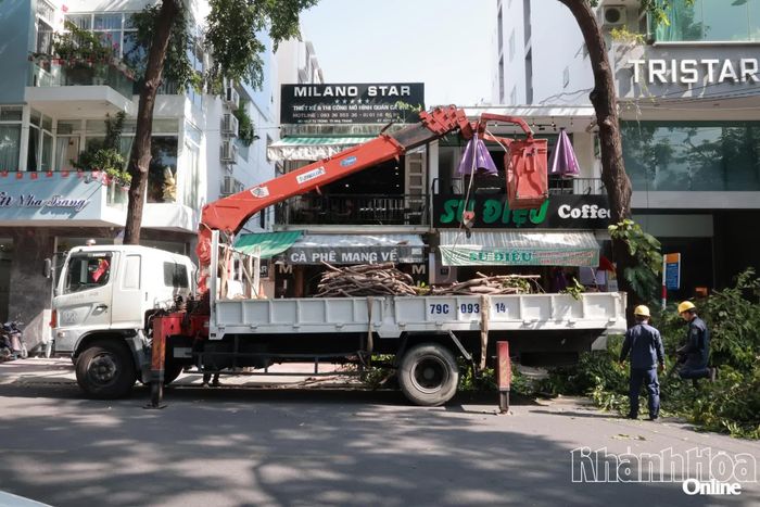 Các cành cây sau khi cắt tỉa được vận chuyển đến nơi quy định.