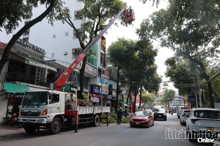 Công nhân cắt tỉa cây xanh trên đường Lý Tự Trọng.