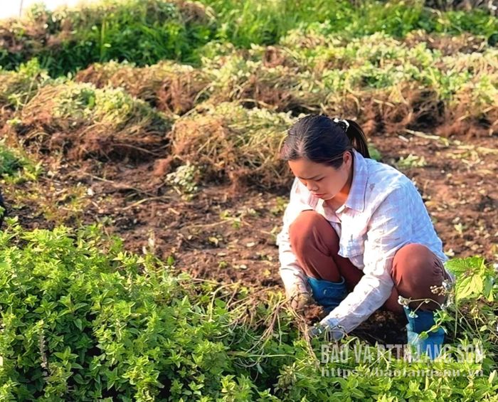 Người dân xã Tân Tiến thu hoạch cây thạch đen