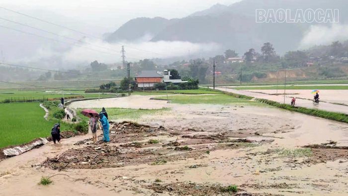 49 ha lúa trên địa bàn xã Minh Lương bị thiệt hại do mưa lũ ngày 16/7. (Ảnh: Xã Minh Lương)